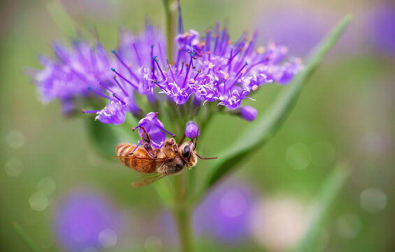 Bee on lavender colored caryopteris flower