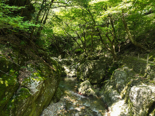 Obraz premium 愛媛県砥部町 仙波渓谷の風景