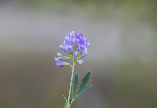 Fiore di erba medica, Medicago sativa,  detta anche erba spagna pianta erbacea che cresce anche spontanea sui prati. Fiori di colore viola  e azzurro.