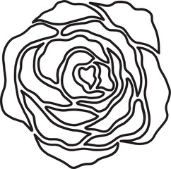 rose flower line drawing