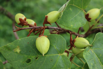 Close-up of green Paulownia tomentosa fruits  with seeds on branches on summer. Princess or empress tree 