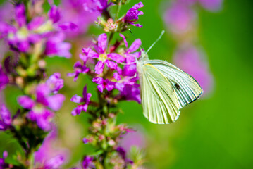 A yellow butterfly sits on a purple flower
