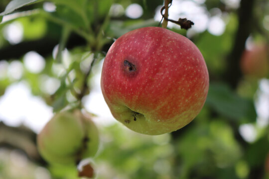 Red and green Florina apple with worm hole in  the orchard. Damaged apple also called Querina, is a French cultivar of domesticated apple 