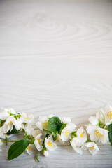 Wooden background with blooming white jasmine and empty space