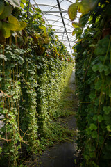 Korytarz z wiszących sadzonek truskawek, posadzonych w dużych donicach zawieszonych w tunelu...