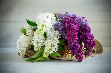 Bouquet of beautiful spring lilacs of different colors