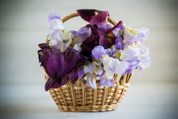 Fototapeta na wymiar bouquet of beautiful blooming iris flowers on wooden background