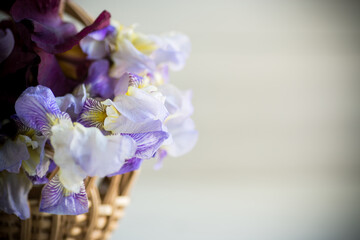 bouquet of beautiful blooming iris flowers on wooden background