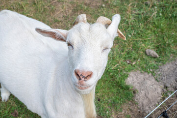 A white goat in a field with a eye closed 