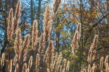 Feathery Cattails Grow In A North Georgia Wetland