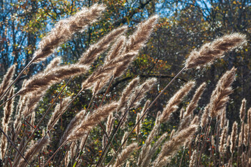 Cattails Bend With The Wind In A North Georgia Wetland