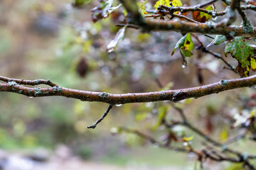 branch of a tree