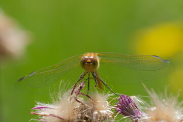 Dragonfly on a dried plant.  Macro photography showing of eyes and wings details.