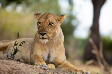 Fototapeta na wymiar Close up of lion lying on a tree branch