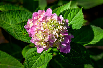 Blooming  Pink Hydrangea Flower