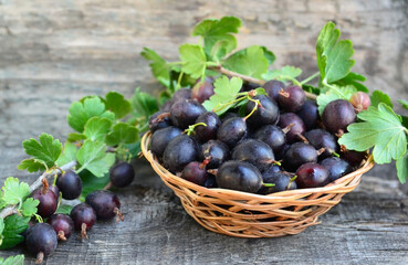 Freshly picked jostaberries in the basket on a wooden background. Jostaberry.Healthy eating,vegan...