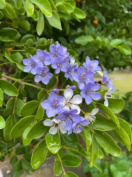 Vertical shot of purple roughbark lignum-vitae flowers with green leaves in daylight