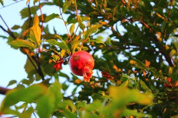 small pomegranate fruit on a tree in abkhazia
