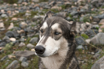 siberian dog sitting looking to the side