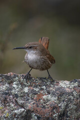 brown bird posing on stone