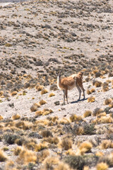 Lama guanicoe posando en paisaje montañoso