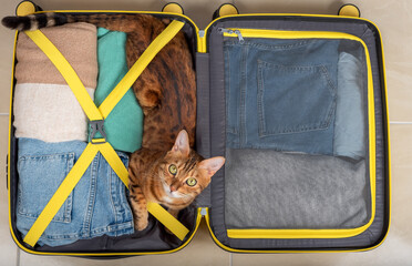 The domestic cat lies in a suitcase with things, ready for a trip.