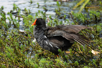 羽毛を乾かしながら歩くバン