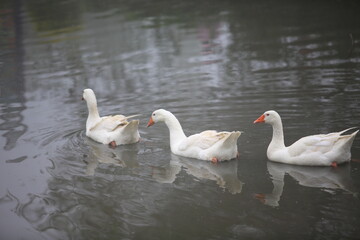 Fat white gooses swims on the lake