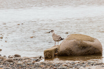 bird on the beach