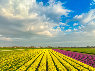 Dutch flower fields under a cloudy sky - bulbfields - agriculture - tulips - yellow