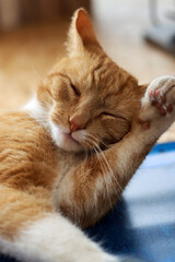 Ginger cat grooming itself. Close up photo of cute cat laying on a floor. 