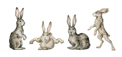 Watercolor cute hare, rabbit, bunny. Wild forest animals. Hand-painted woodland wildlife.  © Kate K.
