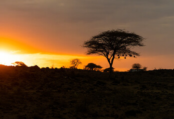 sunset in the savannah