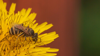 bee on flower