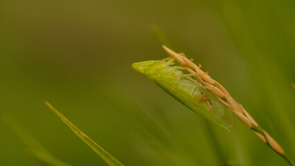 close up green insect on a grass