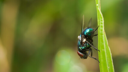 fly on leaf