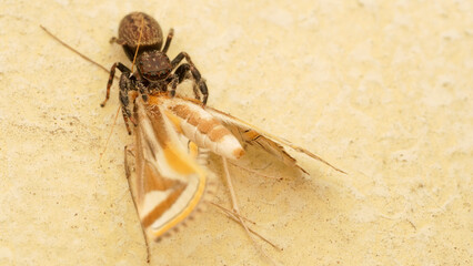jumping spider holding its prey a moth
