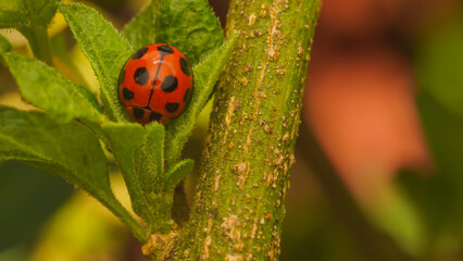 ladybug on a leaf