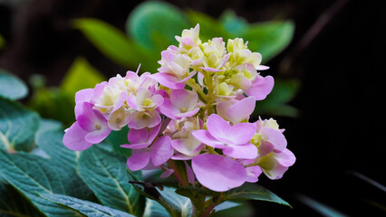 Purple Hydrangea Flower in the garden