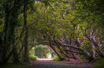 The Rhododendron walkway.