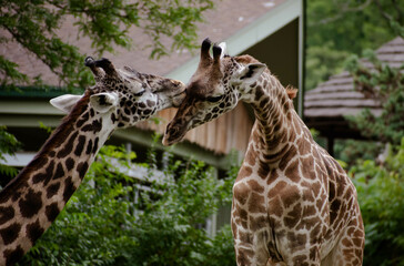 portrait of a giraffe
