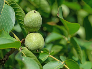 Grüne Walnüsse, Juglans regia, Nahaufnahme