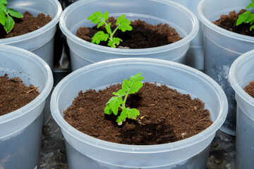 Growing genetically pure products. Non gmo food. 100 natural product.