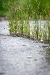 The power of growth. Sprouted sprout through the asphalt.
