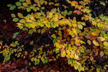 European beech autumnal foliage