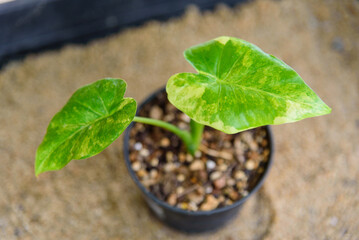 Little sapling of Alocasia​ Gageana​ Aurea Variegated in the pot