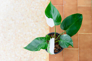 philodendron white princess in the pot
