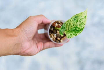 Epipremnum cebu blue variegated in the pot