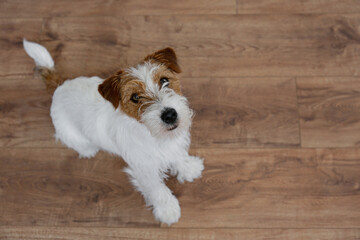 Cute wire haired Jack Russel terrier puppy with folded ears asking permission to jump on a bed. Small broken coated doggy begging. Close up, copy space, background.