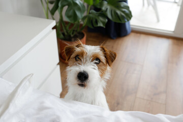 Cute wire haired Jack Russel terrier puppy with folded ears asking permission to jump on a bed....